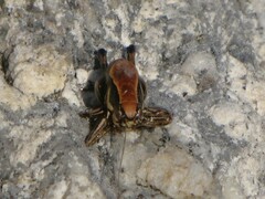 Eupholidoptera smyrnensis
