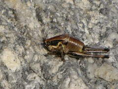 Eupholidoptera smyrnensis