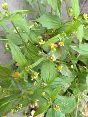 Galinsoga quadriradiata