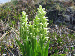 Platanthera hyperborea
