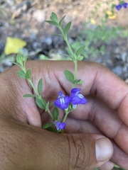 Scutellaria potosina