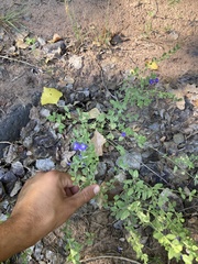 Scutellaria potosina