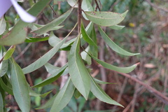 Elaeocarpus chinensis