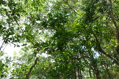 Elaeocarpus chinensis