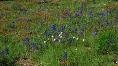 Delphinium glareosum