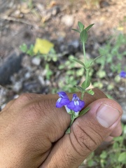 Scutellaria potosina