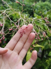 Pottsia laxiflora