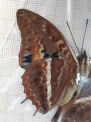 Charaxes cynthia