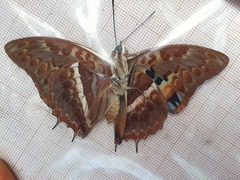 Charaxes cynthia