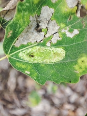 Phyllonorycter sagitella