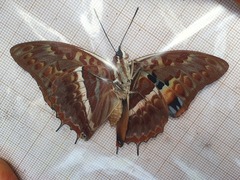 Charaxes cynthia