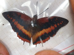 Charaxes cynthia
