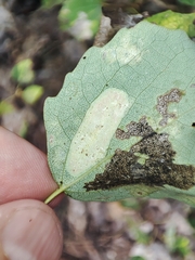 Phyllonorycter sagitella