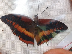 Charaxes cynthia
