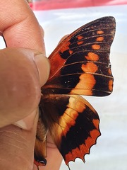 Charaxes cynthia