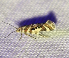 Aristotelia elegantella