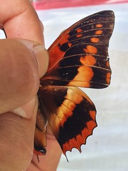 Charaxes cynthia