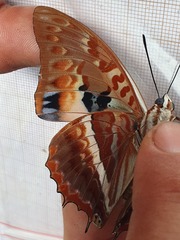 Charaxes cynthia