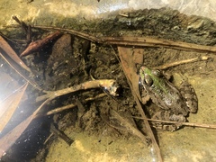 Pelophylax kurtmuelleri