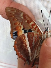 Charaxes cynthia