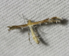 Dejongia californicus