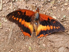 Charaxes cynthia