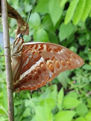 Charaxes cynthia