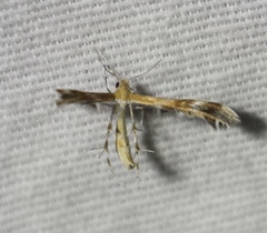 Dejongia californicus