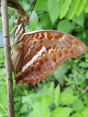 Charaxes cynthia