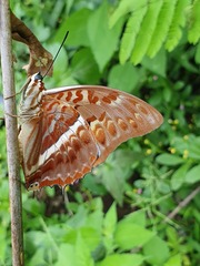 Charaxes cynthia