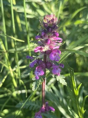 Pedicularis verticillata