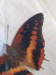 Charaxes cynthia