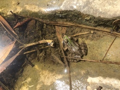 Pelophylax kurtmuelleri