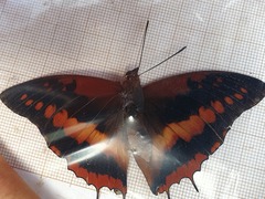 Charaxes cynthia