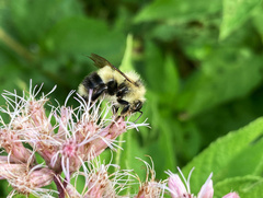 Bombus sandersoni