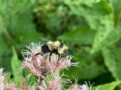 Bombus sandersoni