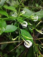 Faramea occidentalis