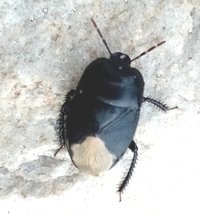 Cydnus aterrimus