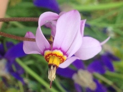 Primula pauciflora cusickii