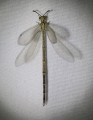 Brachynemurus