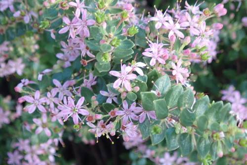 Agathosma ovata