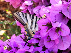 Iphiclides feisthamelii