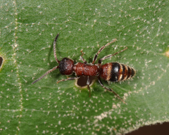 Myrmosa unicolor