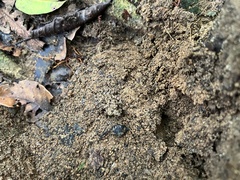 Oreobates quixensis