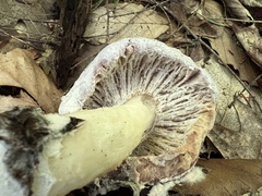 Hypomyces lateritius