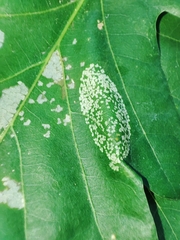 Phyllonorycter roboris