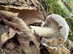 Hypomyces lateritius