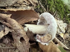 Hypomyces lateritius