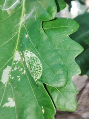Phyllonorycter roboris