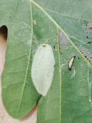 Phyllonorycter roboris